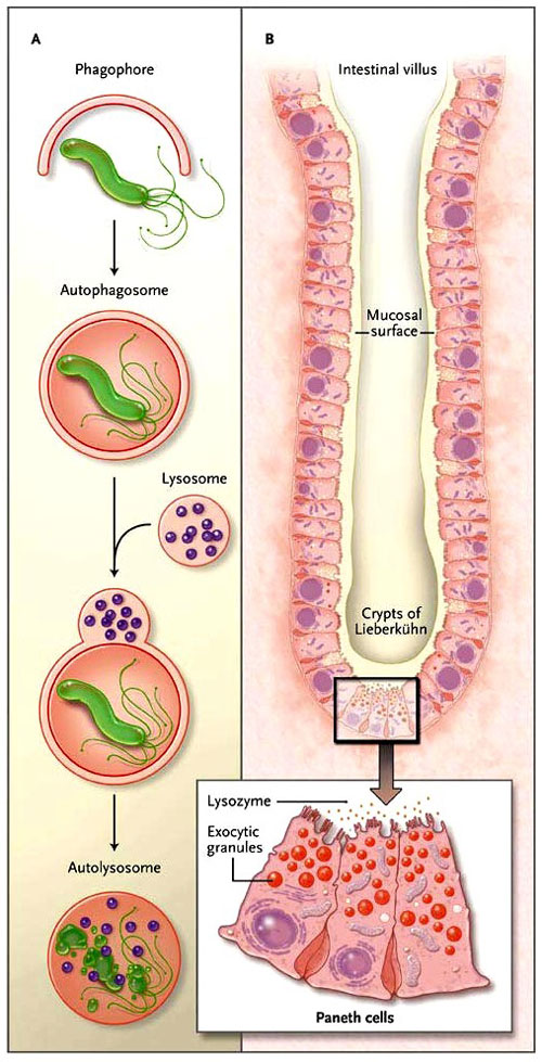 Figura 1: la autofagia y el epitelio intestinal