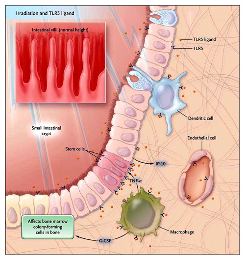 Figura 2: mecanismo de acción del receptor Toll-like 5 (TLR5) después de la irradiación