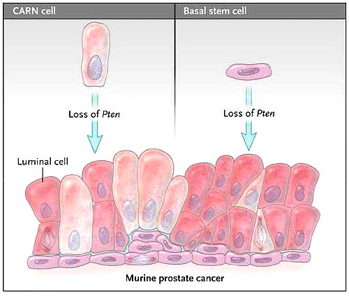 Figura 1: orígenes del cáncer de próstata en ratones