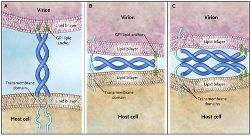Figura 1: como teterina mantiene los viriones en las células