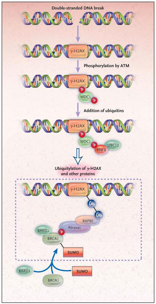Figura 1: traslado de BRCA1 a los sitios de daño del ADN