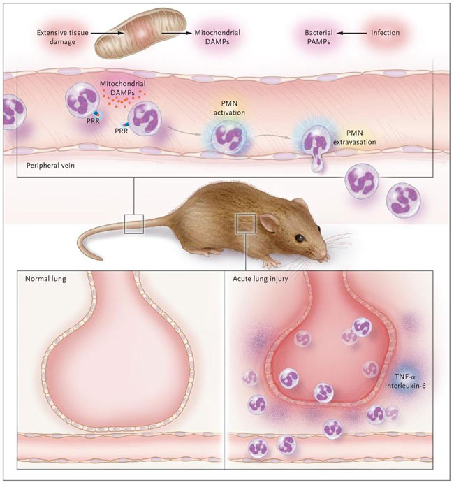 Figura 1: señales del peligro mitocondrial