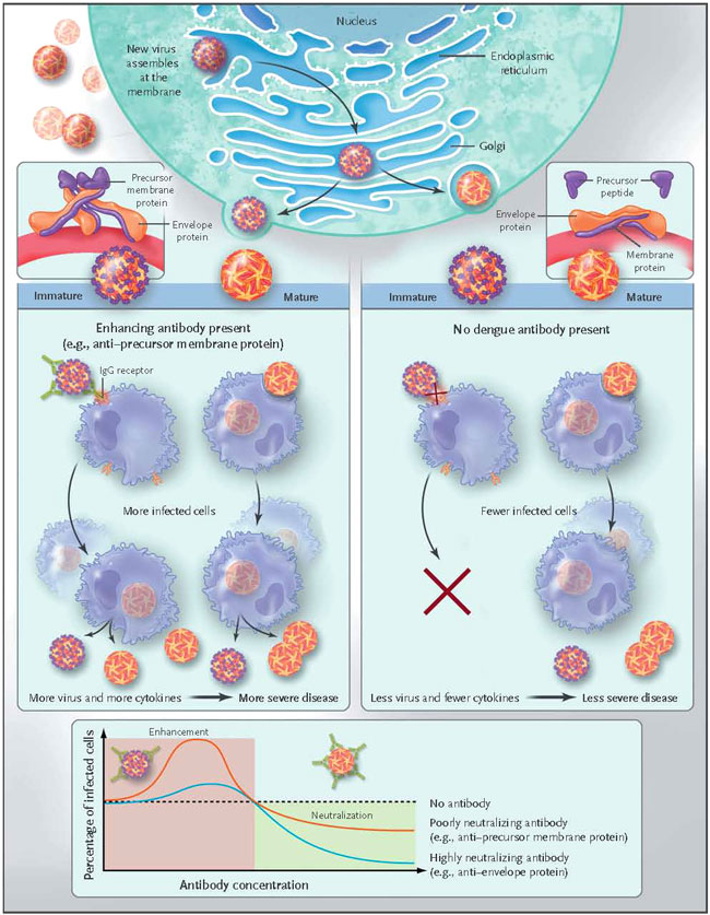 Figura 1: mejora dependiente de anticuerpos en la infección del dengue