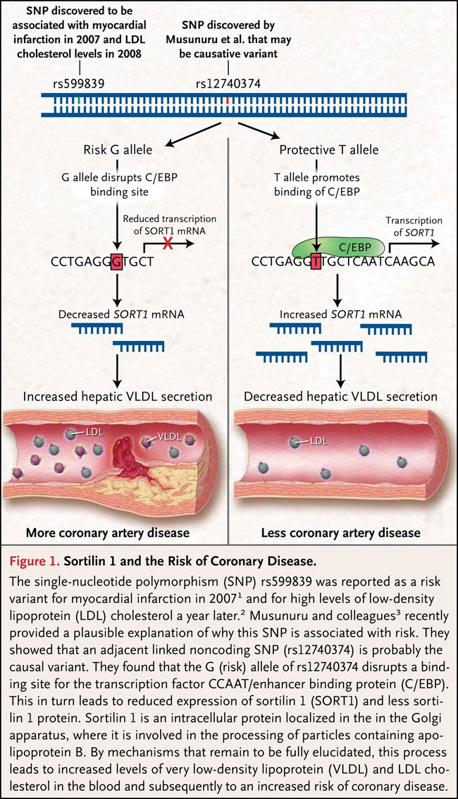 Figura 1: sortilina 1 y riesgo de enfermedad coronaria