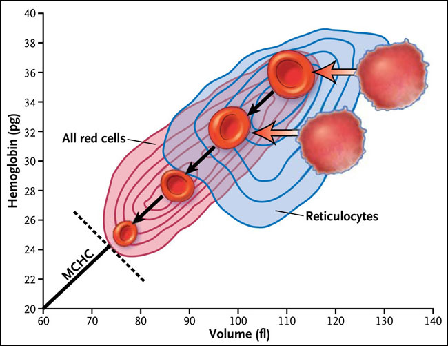 Figura 1: dinámica del volumen de glóbulos rojos y contenido de hemoglobina