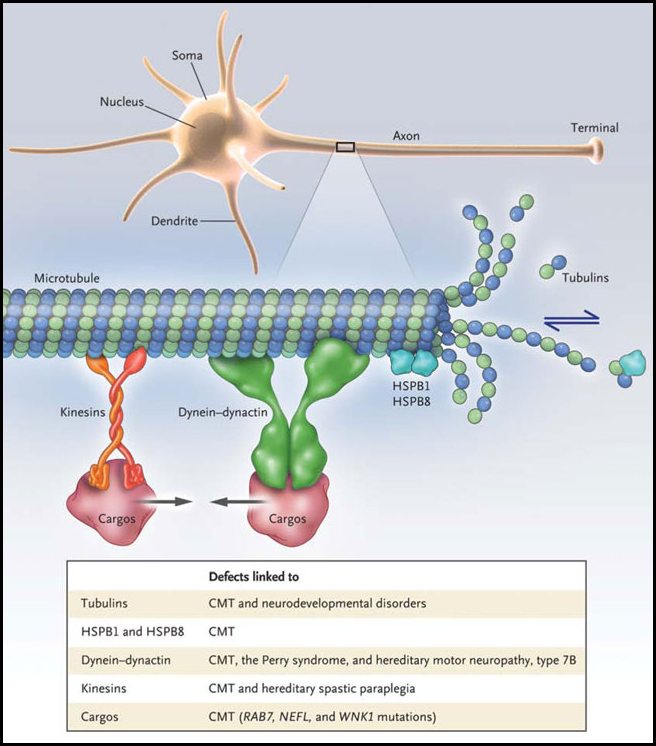Figura 1: integridad axonal del microtúbulo