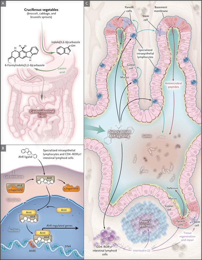 Figura 1: dieta e inmunidad intestinal