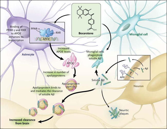 Figura 1: modelo molecular de limpieza de β-amiloide y cognición