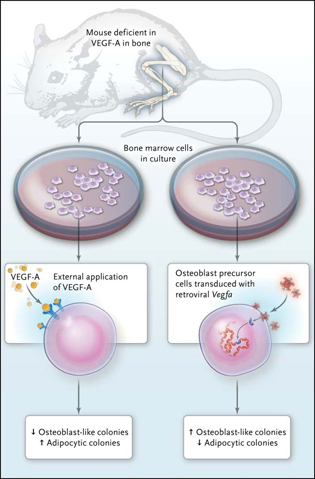 Figura 1: factor de crecimiento endotelial vascular A (VEGF-A) y el osteoblasto